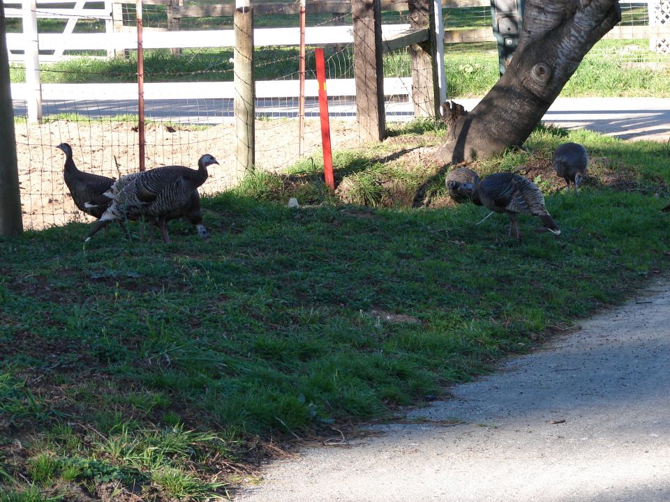 Turkeys walking on grassy area near a fence and tree
