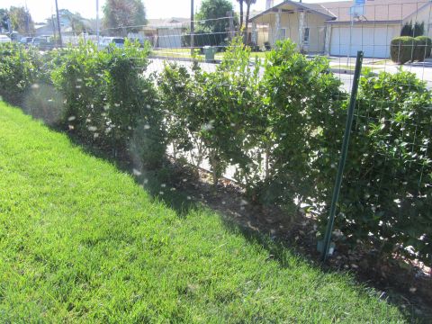 1968 Ford Mustang - A suburban scene a well-maintained lawn and a row of green hedges bordered by a wire fence.