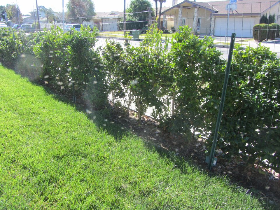 Green lawn and manicured hedges with a wire fence
