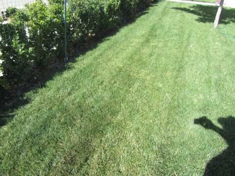 1968 Ford Mustang - A well-maintained lawn bordered by a hedge and fence, with a tree's shadow falling across the grass.