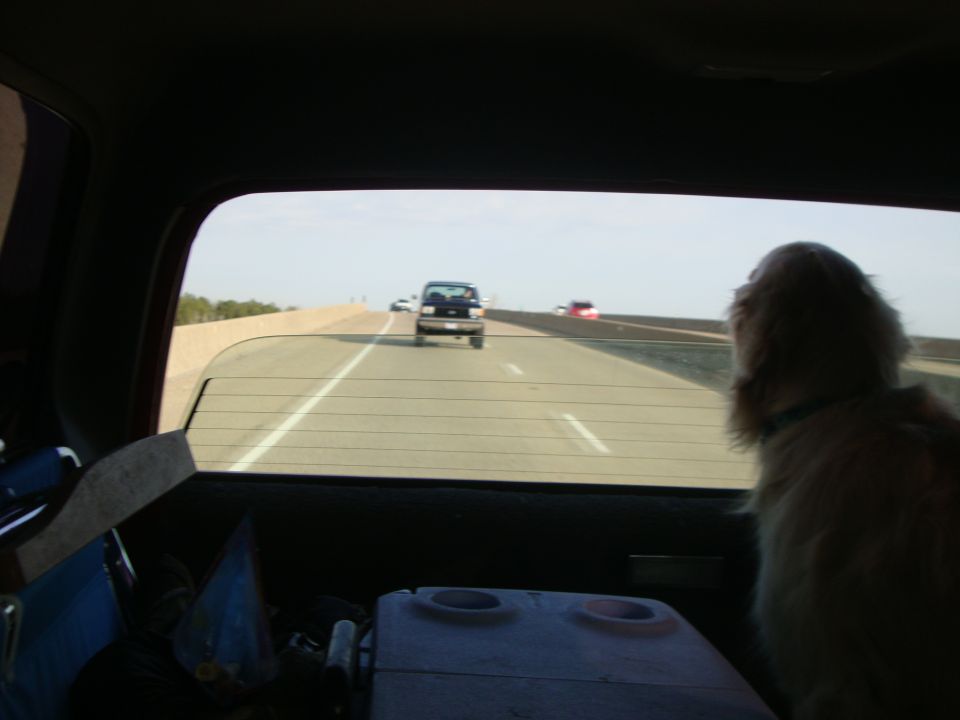 Harley watching Mike