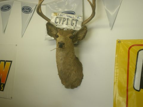 2004 Ford Crown Victoria - A taxidermied deer head is mounted on a wall, adorned with a Virginia license plate.