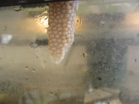 1968 Ford Mustang - A close-up view of a gelatinous mass of snail eggs attached to a surface, possibly an aquarium wall.