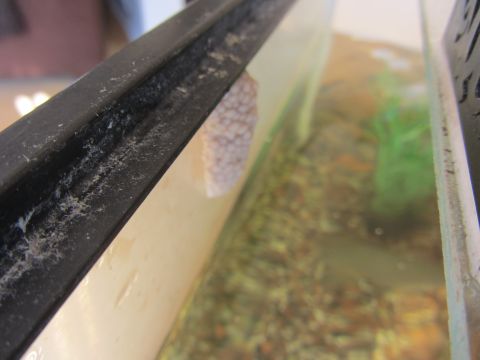 1968 Ford Mustang - A cluster of small, light-colored snail eggs is visible on the edge of an aquarium.