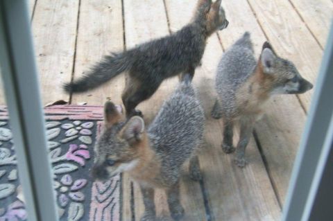 1999 Ford Ranger - A trio of young foxes explore a wooden deck, with one in the foreground looking towards the viewer.