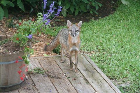 1999 Ford Ranger - A fox stands alert on a wooden deck, with a potted plant and lush green grass in the background.