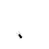 1995 Ford Bronco - A single cockroach is visible against a stark white background.