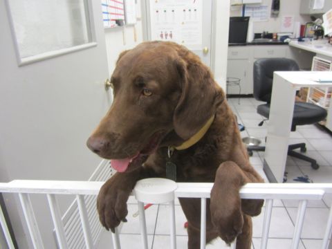 1968 Ford Mustang - A brown dog with a yellow collar looks out from behind a white baby gate in what appears to be an office or lab setting.
