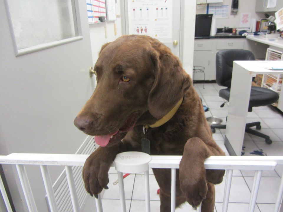 Brown dog with yellow collar behind a white baby gate