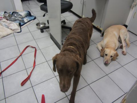 1968 Ford Mustang - A brown dog walks past a yellow dog lying on the floor in an office environment, with a red leash visible.