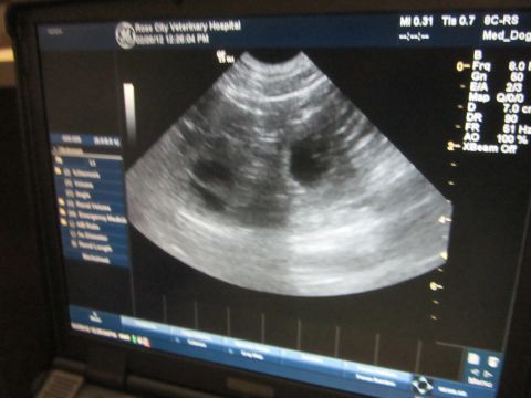 1968 Ford Mustang - This image displays an ultrasound from a veterinary hospital, showing internal organs.