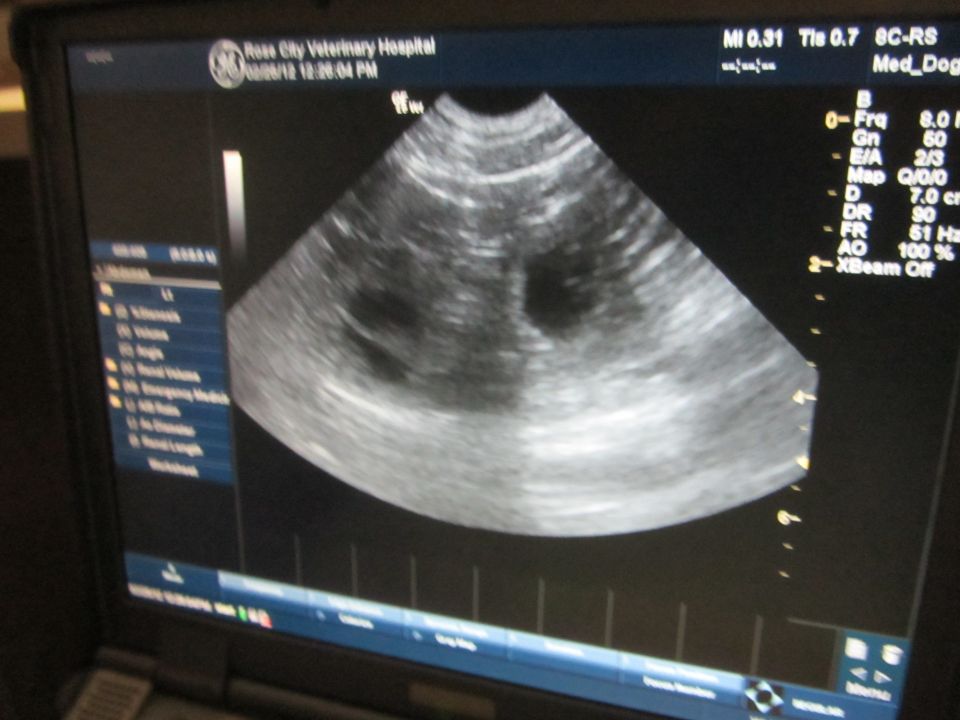 Ultrasound screen showing a dog's abdomen, with text indicating Ross City Veterinary Hospital and the date 02/05/12