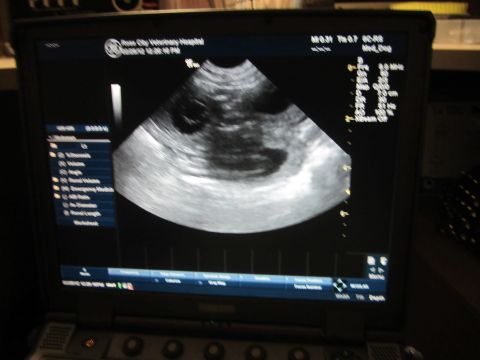 1968 Ford Mustang - Photograph of a veterinary ultrasound monitor displaying a sonogram, not a vehicle technical document.