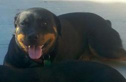 1978 Ford Mustang II - A Rottweiler dog rests outdoors with its tongue hanging out.