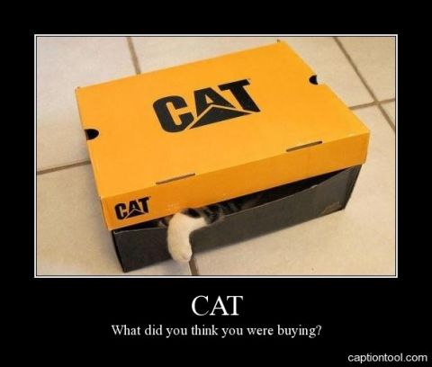 2000 Mercury Grand Marquis - A cat is hiding inside a CAT branded box, with only its paw visible.