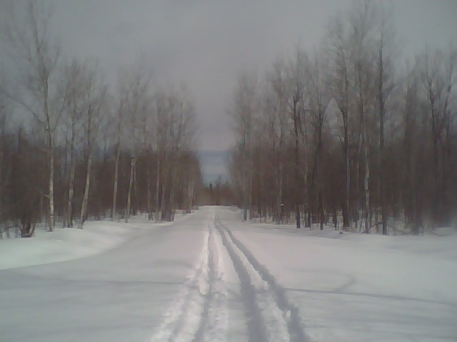 Snow-covered forest road with vehicle tracks running between bare trees