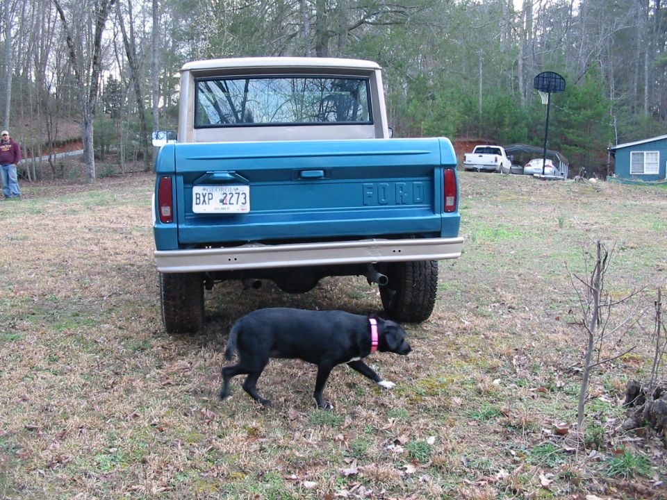 Blue Ford pickup truck, tan top, rear view, with a black dog walking in front