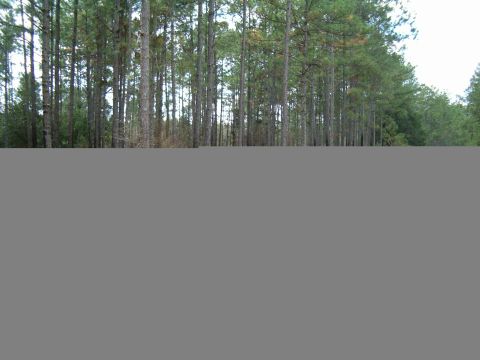 1991 Ford Bronco - A view of a dense pine forest with a road running through it.