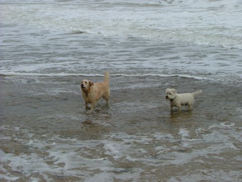 1970 Ford Mustang - Two dogs enjoy a day at the beach with waves crashing around them.