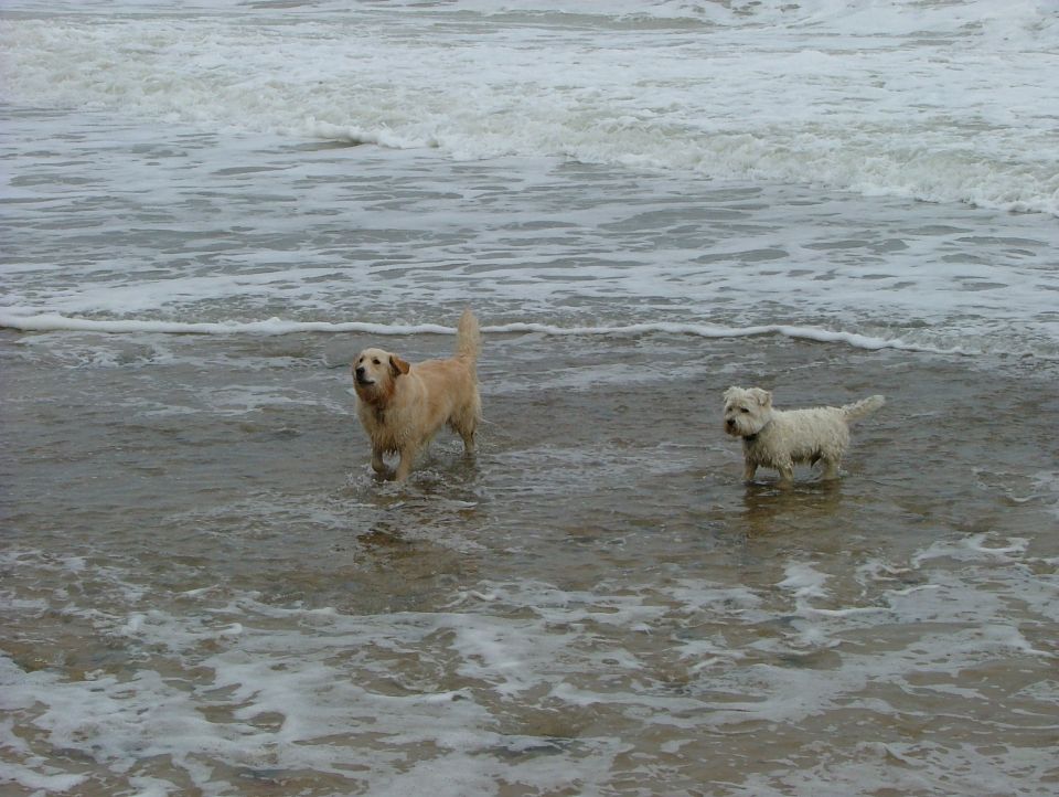 Golden retriever and a white terrier mix stand in the ocean waves