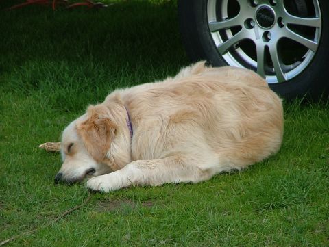 1970 Ford Mustang - A golden retriever rests on the grass near a car wheel, with a watermark reading 'SUPERMOTORS.NET' at the bottom.