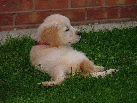1970 Ford Mustang - A young golden retriever puppy rests on a patch of green grass near a brick wall, wearing a pink collar.