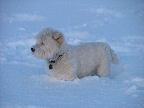 1970 Ford Mustang - A fluffy white dog is partially submerged in snow.