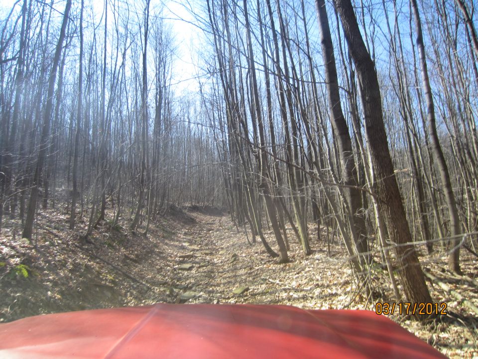 Red vehicle hood driving on forest road
