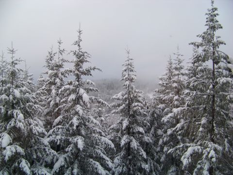 1994 Ford F-150 - A winter scene shows numerous snow-laden pine trees under an overcast sky.