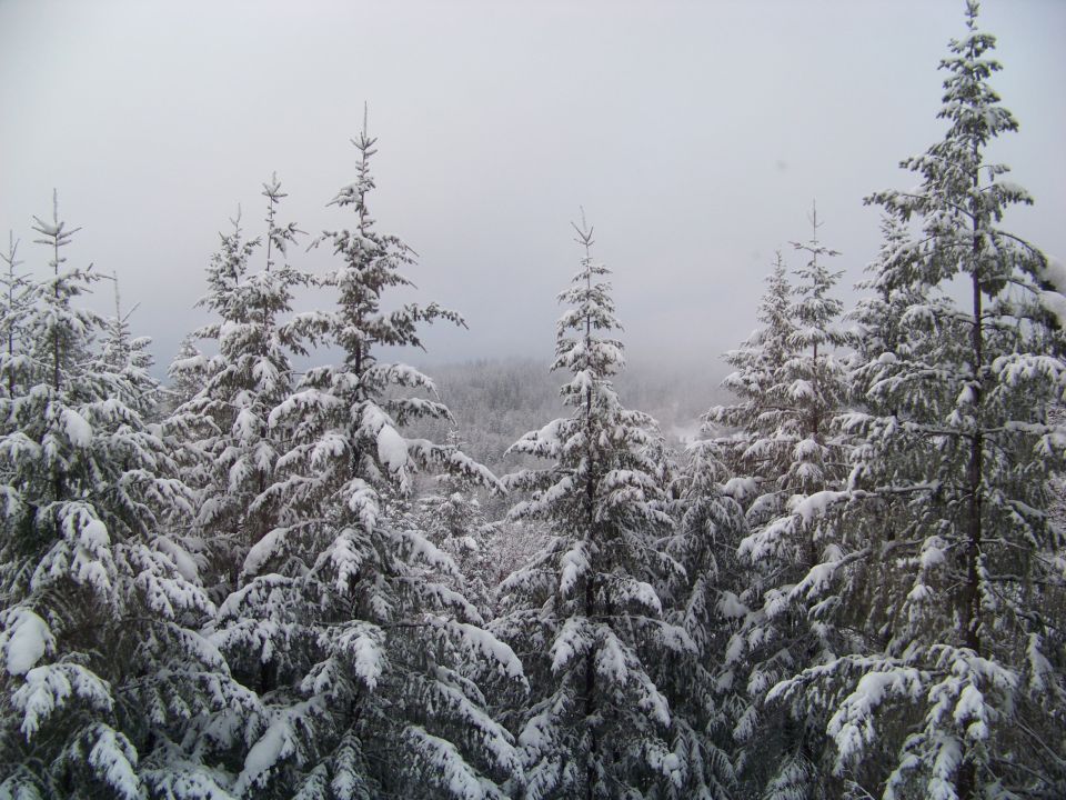 Snow-covered pine trees in a forest scene