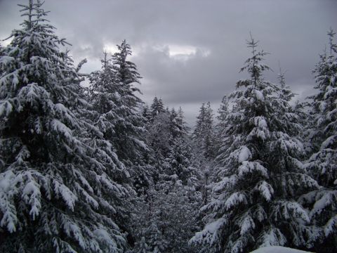 1994 Ford F-150 - Winter scene in a forest with snow on the trees.