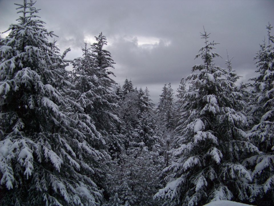 Snow-covered evergreen trees under a cloudy sky