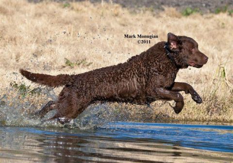 1968 Ford Mustang - A dog leaps through the water, creating a splash as it runs.