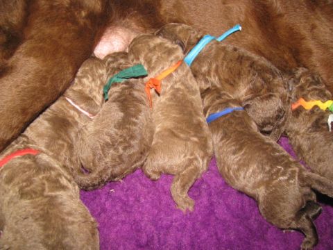 1968 Ford Mustang - A litter of brown puppies, each wearing a different colored collar, are together on a purple blanket.