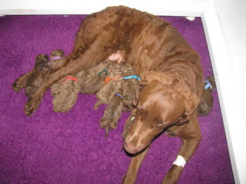 1968 Ford Mustang - A mother dog rests with her litter of newborn puppies on a soft purple surface.