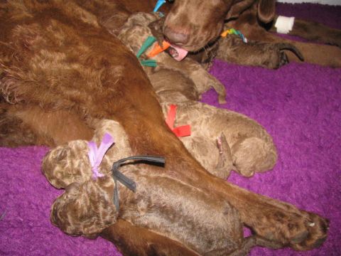 1968 Ford Mustang - A litter of newborn puppies rests with their mother on a purple blanket.