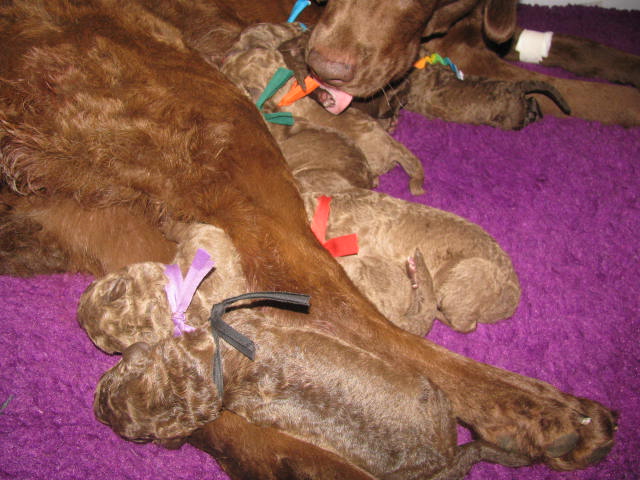 Mother dog licking her newborn puppies, some with colored ribbons around their necks