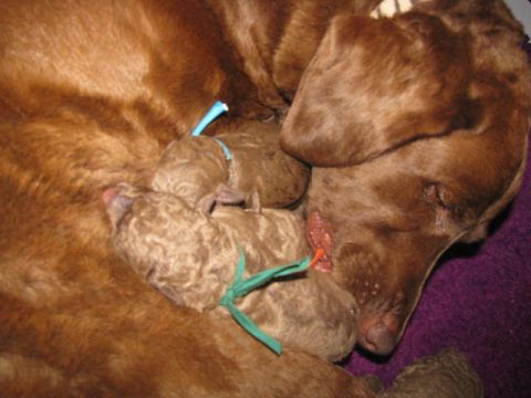 1968 Ford Mustang - A mother dog rests with her litter of newborn puppies, highlighting the tender bond between them.