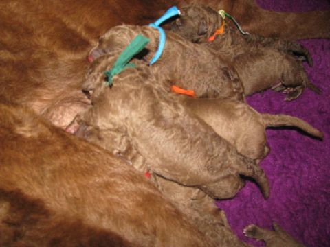 1968 Ford Mustang - A litter of newborn puppies, some with colored ribbons, rest together on a purple blanket.