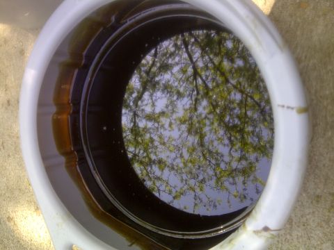 2000 Ford Crown Victoria - Used motor oil collected in a white bucket, reflecting the sky and tree branches.