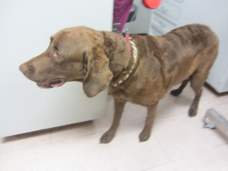 Brown dog standing indoors, looking left