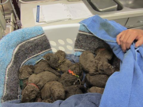 1968 Ford Mustang - A litter of puppies rests together in a basket lined with blankets.
