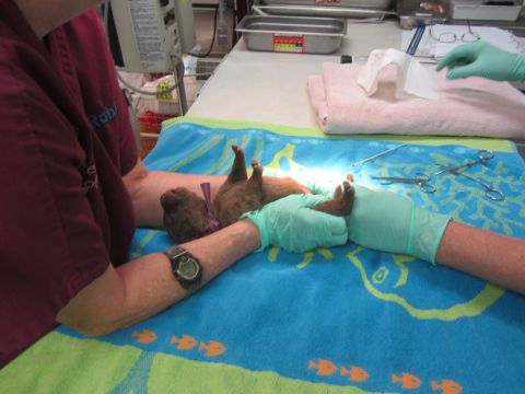 1968 Ford Mustang - A puppy is held by gloved hands during a medical procedure on a blue towel with fish pattern.