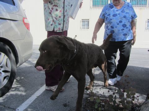 1968 Ford Mustang - A chocolate lab dog is led by two people near a silver minivan.