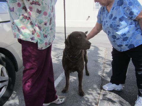 1968 Ford Mustang - A chocolate Labrador retriever stands on a leash between two women.
