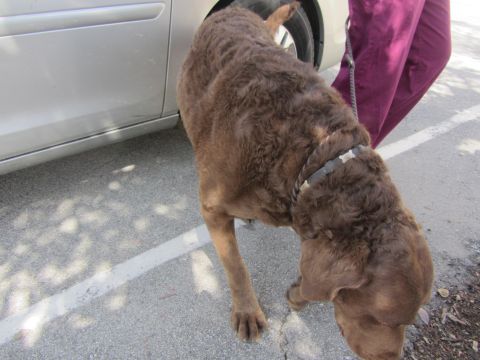 1968 Ford Mustang - A brown dog on a leash stands beside a silver car on a paved surface.