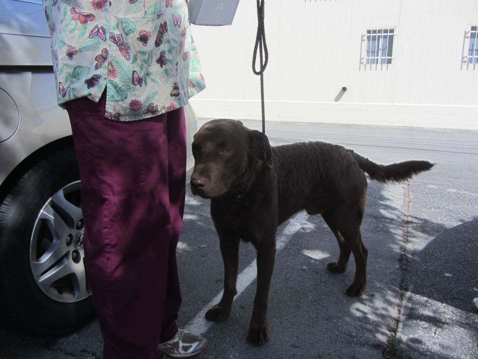 Person in scrubs and a brown dog on a leash stand next to a car
