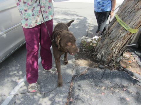 1968 Ford Mustang - A dog is walked by its owner near a tree and a parked car.