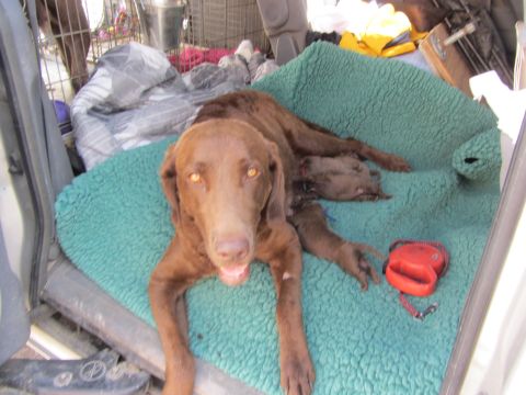 1968 Ford Mustang - A mother dog and her newborn puppies are seen inside a vehicle, resting on a blanket.