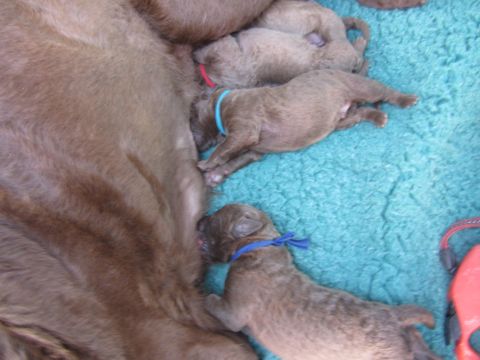 1968 Ford Mustang - Newborn puppies nurse from their mother on a teal blanket, some wearing colored collars.